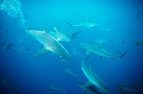 Những hình ảnh đẹp nhất về các loại cá mập, sát thủ đại dương (phần 1) - 6