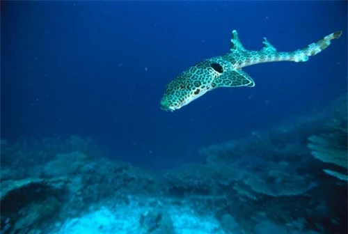 Những hình ảnh đẹp nhất về các loại cá mập, sát thủ đại dương (phần 1) - 9