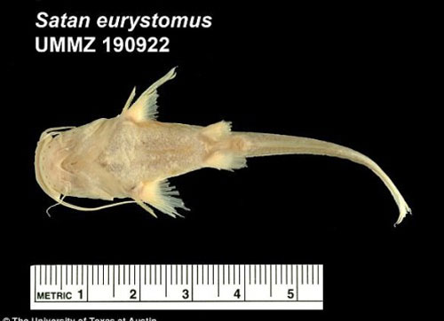 Bí ẩn về loài cá quỷ không mắt dưới đáy đại dương