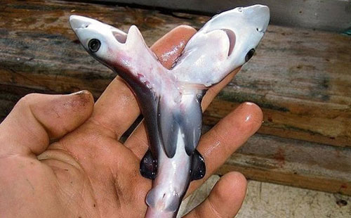 Cá mập 2 đầu xuất hiện ngày càng nhiều trên khắp thế giới