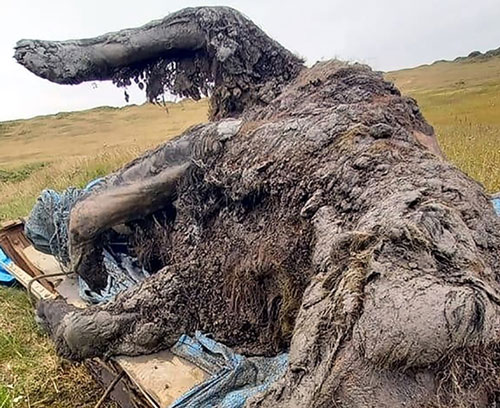 Phát hiện xác ướp loài gấu tuyệt chủng 15.000 năm trước