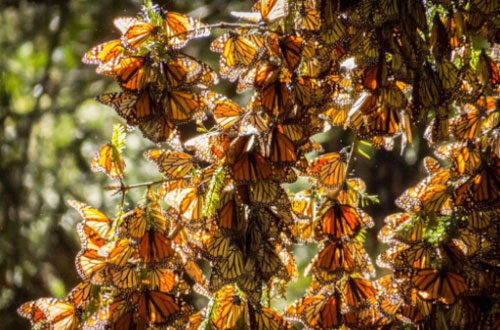 Cực quang và những hiện tượng tự nhiên đầy màu sắc