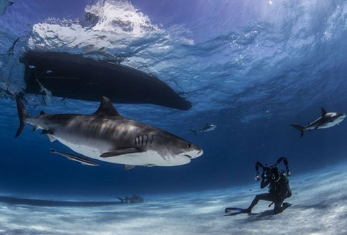 Khám phá thế giới dưới đại dương qua ảnh