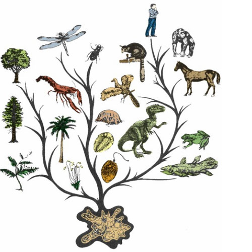 Vì sao sự tiến hóa làm cho sinh vật thông minh hơn?