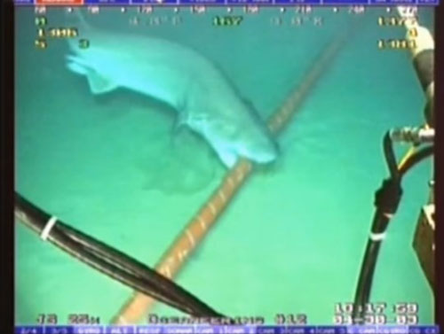 Top 10 sự thật về cáp mạng vượt đại dương