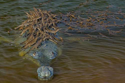 Chiêm ngưỡng vẻ đẹp kỳ thú của thiên nhiên hoang dã