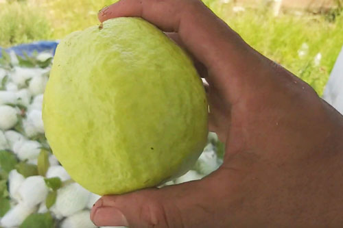 Mẹo chọn ổi giòn ngon, đảm bảo bách phát bách trúng