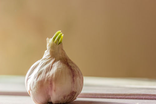 6 thực phẩm mọc mầm mới tốt, nhất là loại số 3