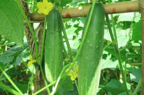 Cách chọn dưa chuột ngon sạch, không đắng rất đơn giản