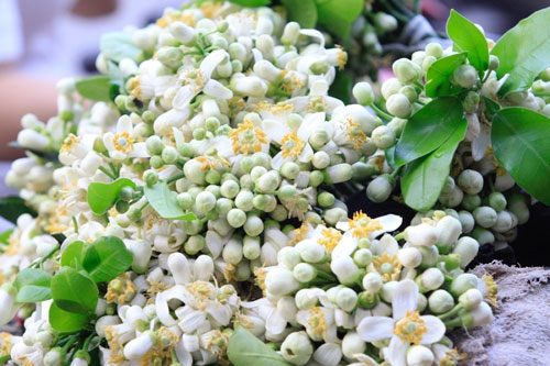 Hoa bưởi dùng đúng cách vừa lợi cho sức khỏe lại giúp da căng mịn, sáng hồng, ai cũng mê mẩn