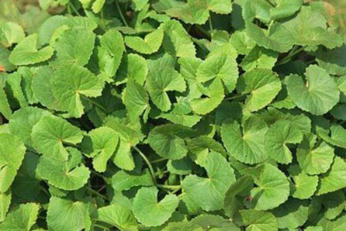 Độc tính từ rau má, ngải cứu vô cùng nguy hại mà ít ai biết