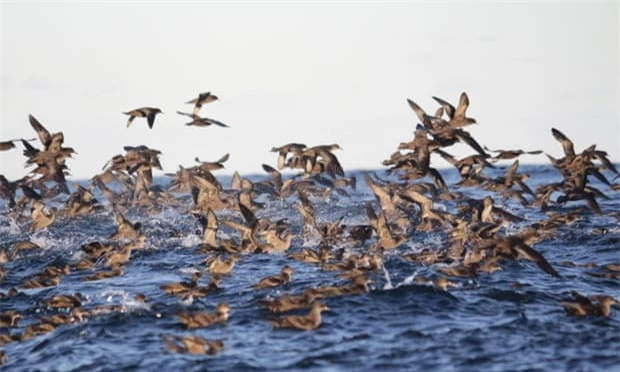 Cái chết bí ẩn của hàng triệu con chim biển được giải đáp - Ảnh 2.