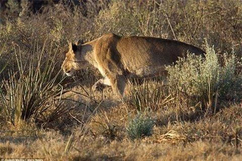 Trong chuyến du lịch tới một khu bảo tồn động vật hoang dã ở Botswana, nhiếp ảnh gia Jayesh Mehta đến từ Chicago (Mỹ), đã may mắn ghi lại được khoảnh khắc một con linh dương thoát chết ngoạn mục khỏi cuộc tấn công của một con sư tử cái. 