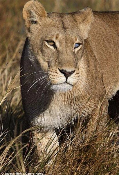 Tôi nghĩ đó là nguyên nhân tại sao con sư tử cái không thể tấn công con mồi nhanh như những con sư tử bình thường khác”, nhiếp ảnh gia 46 tuổi cho biết. 