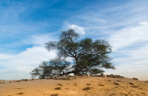 Ngắm những cây xanh có hình thù kỳ lạ