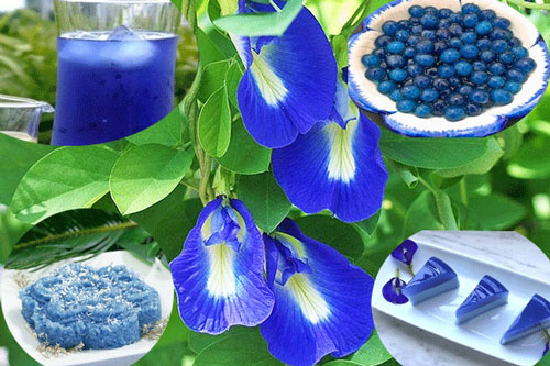 Dùng cây đậu biếc cần thận trọng 2 bộ phận này để tránh ngộ độc