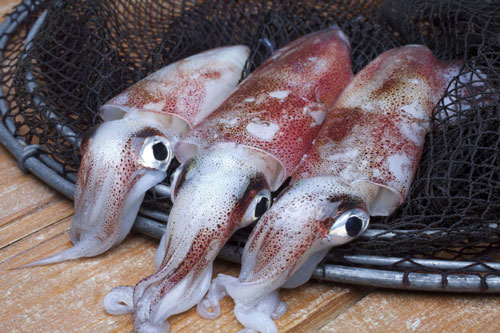 Thấy hải sản có đặc điểm này tuyệt đối không được mua, đó là dấu hiệu của thuốc tẩy trắng cực độc