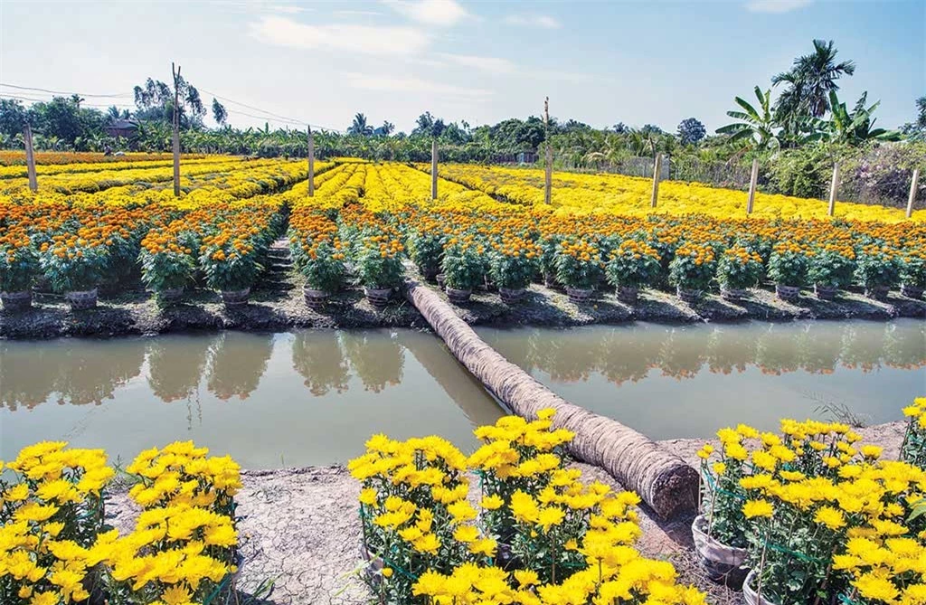 Bạn mặc sức đi giữa con đường nhỏ với hai bên bạt ngàn hoa là hoa, người dân Sa Đéc hào sảng như chính mảnh đất này sẵn sàng cho bạn chụp ảnh thoải mái vườn hoa của họ