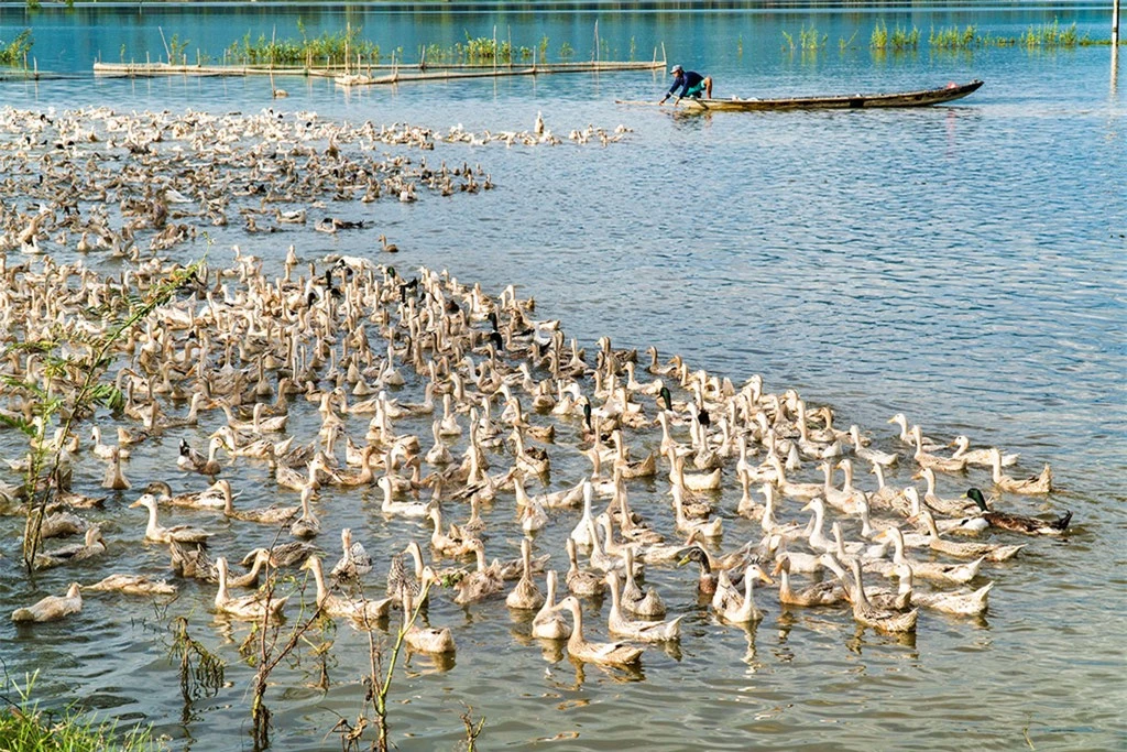 Mùa nước nổi cũng là mùa vịt chạy đồng - mùa thu hoạch của người dân miền sông nước