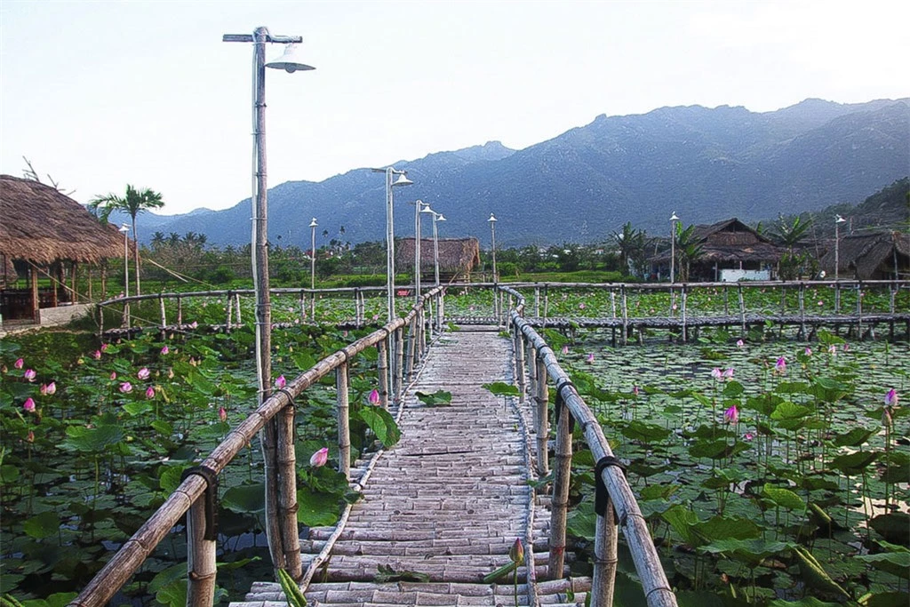 Mùa sen nở rộ ở Đảm Tràm Chim