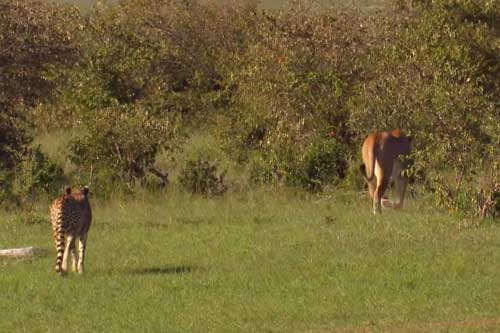 Báo mẹ thông minh đánh lạc hướng sư tử cứu đàn con thơ