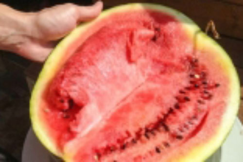 Những lưu ý cần biết khi ăn dưa hấu, cẩn thận rước thêm bệnh về người