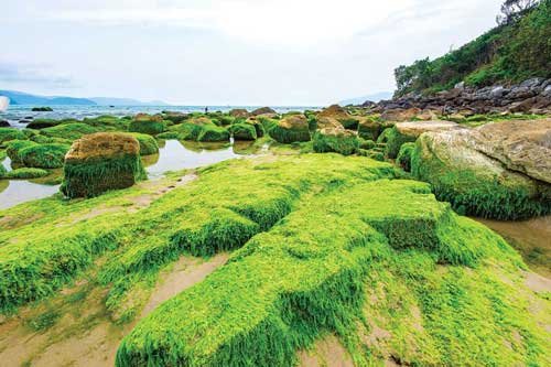 Chiêm ngưỡng cảnh đẹp ngỡ ngàng của ghềnh đá Nam Ô mùa rêu xanh mướt