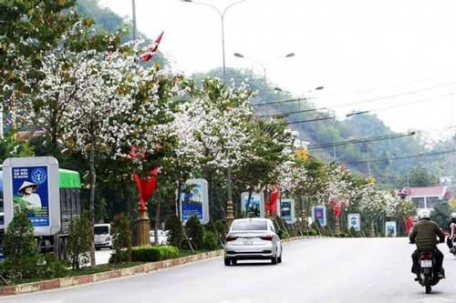 Ngỡ ngàng vẻ đẹp những tuyến đường Sơn La khi hoa ban đua nở