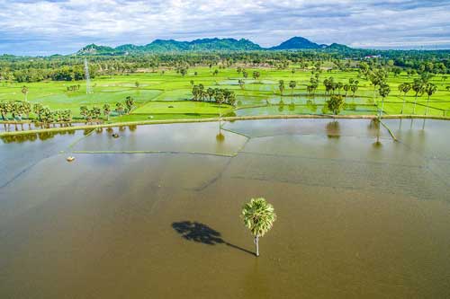 Khung cảnh đẹp tựa tranh vẽ của miền Tây mùa nước nổi