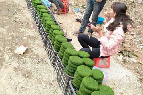 Rêu suối – Món ăn dân dã độc đáo của người Thái Tây Bắc