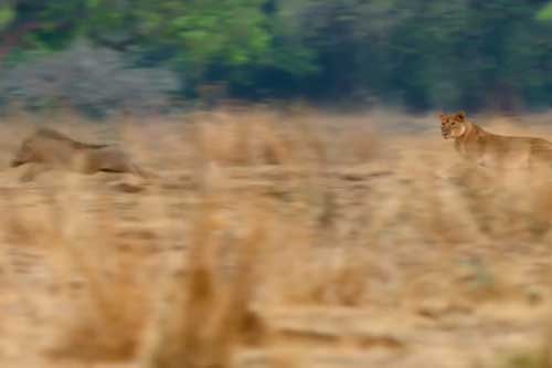 Sư tử chưng hửng vì bị lợn bướu cho hít bụi