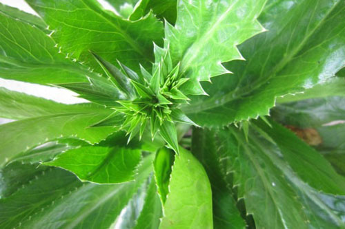 Công dụng chữa bệnh sỏi thận của cây mùi tàu