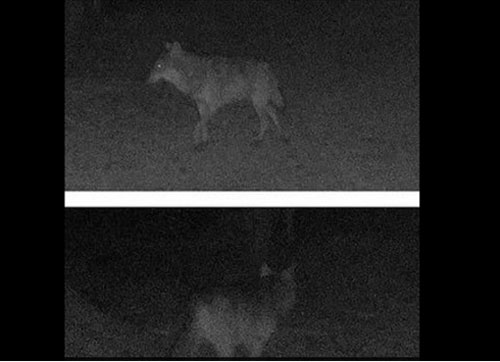 Sói xám lang thang một mình trong đêm tìm bạn tình