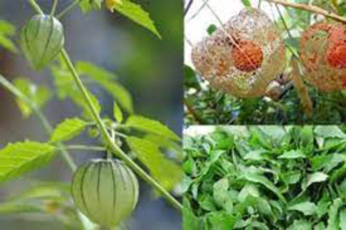 Mọc bờ, mọc bụi ở Việt Nam chả ai thèm, những loại cây củ này "xuất ngoại" lại hàng hiếm