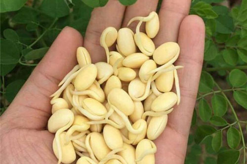 6 loại thực phẩm mọc mầm không hề độc mà còn tăng gấp đôi dinh dưỡng, ăn mỗi ngày phòng được nhiều bệnh