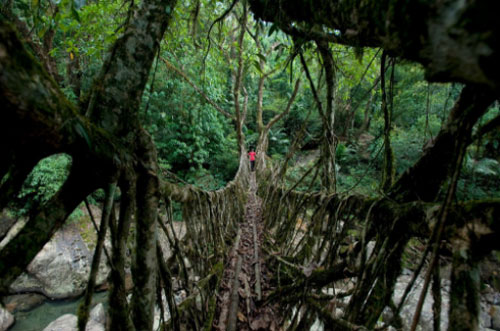 Những cây cầu ngoạn mục nhất thế giới