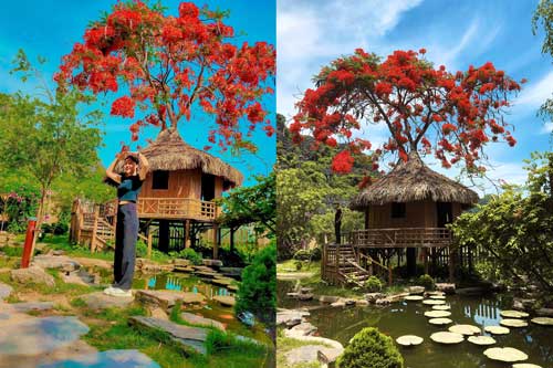 Phượng mọc giữa nhà gỗ, hồ sen nở rộ gây sốt ở “thánh địa sống ảo“ ở Ninh Bình