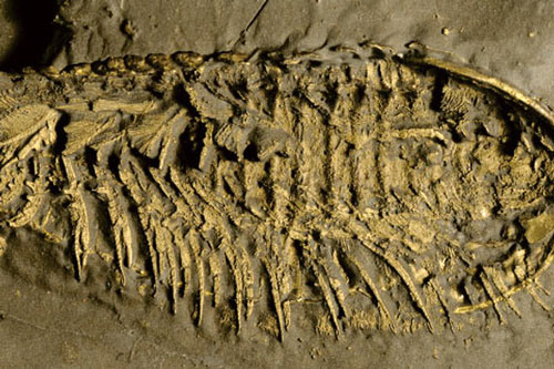 Phát hiện "quái vật" 500 triệu tuổi thở bằng chân, phủ "vàng của kẻ ngốc"