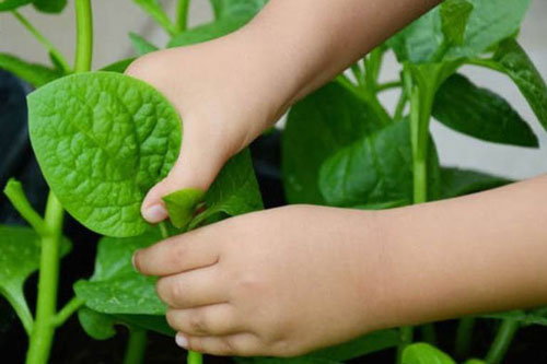 Lí do khiến bạn không thể nói "không" với rau mùng tơi