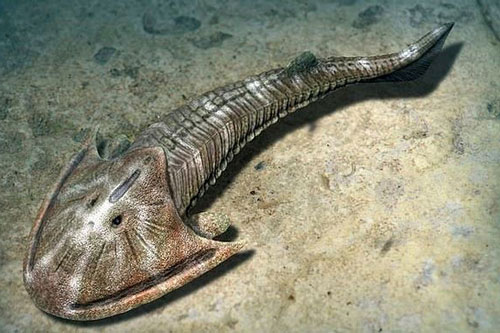 Choáng với "quái ngư" 423 triệu tuổi có xương là… những cục pin