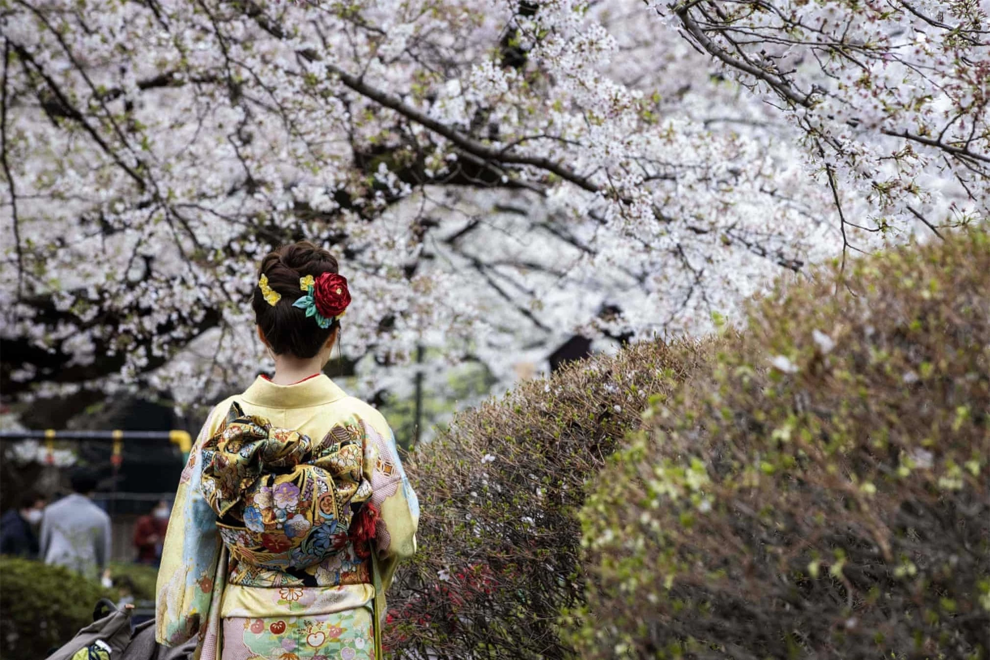 Hoa anh đào nở rộ khắp Nhật Bản - Ảnh 5.