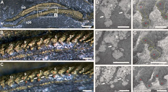 Phát hiện quái vật 500 triệu tuổi thở bằng chân, phủ vàng của kẻ ngốc - Ảnh 2.