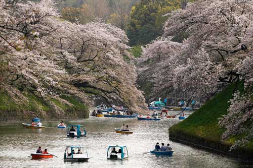 Nhật Bản đẹp như tiên cảnh khi hoa anh đào nở rộ 
