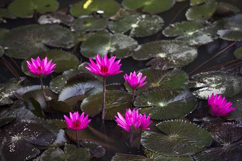 Ngất ngây với sắc tím mùa hoa súng suối Yến, chùa Hương