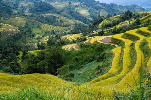 Hoàng Su Phì đẹp như tranh vẽ mùa lúa chín