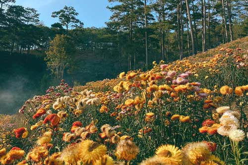 Cảnh sắc thần tiên ở rừng hoa bất tử tại Đà Lạt