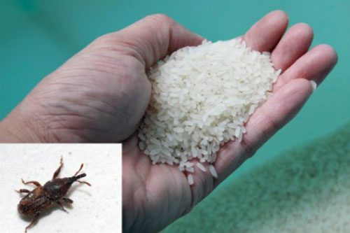 Mua gạo về nhớ cho thứ này vào, đảm bảo gạo dẻo ngon, tha hồ để cũng không sợ hỏng