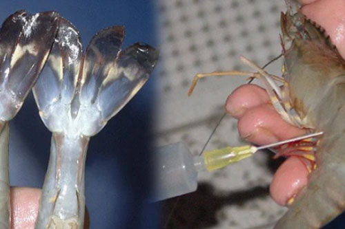 Nhìn vào điểm này biết ngay tôm đã bị bơm hóa chất hay chưa, tỉnh táo kẻo mua toàn "tôm độc"