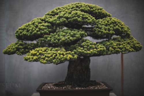 Chiêm ngưỡng những chậu cây bonsai tuyệt đẹp trên thế giới