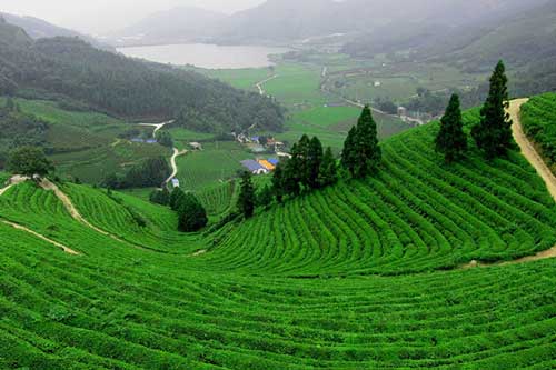 Đồi chè Tân Cương và những điểm du lịch không thể bỏ qua khi đến Thái Nguyên